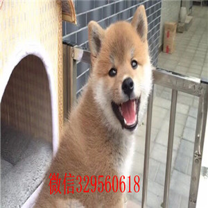 青岛本地哪里有卖柴犬的柴犬掉毛吗纯种日本柴