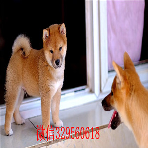 铁岭纯种日本柴犬多少钱柴犬掉毛吗柴犬幼犬多