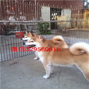 承德市犬舍哪卖纯种柴犬多少钱赛级品质柴犬幼