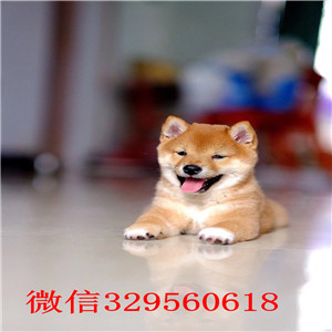 漯河纯种柴犬多少钱一只柴犬犬舍哪里有可爱表