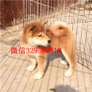 潍坊哪里出售日系柴犬幼犬双血统日系柴犬出售