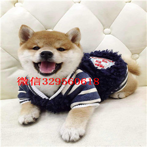 东营哪里出售日系柴犬幼犬超萌日系柴犬纯种柴