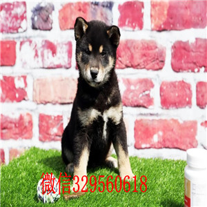 佳木斯犬舍出售日系柴犬柴犬狗场日系柴犬幼犬