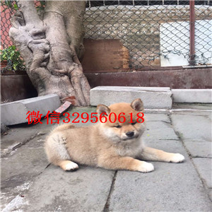 珠海本地纯种日本引进柴犬_双血统日系柴犬出