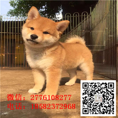 沈阳哪里有纯种柴犬出售 柴犬哪里的比较好 日