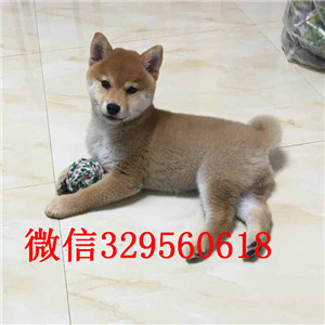 莱芜犬舍哪卖纯种柴犬多少钱赛级品质柴犬幼犬