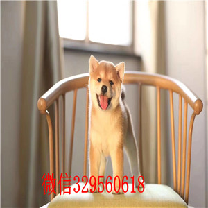 莱芜出售纯种柴犬多少钱柴犬犬舍日系柴犬幼犬