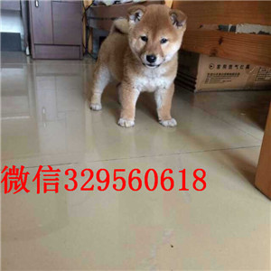 滨州哪里出售日系柴犬幼犬赛级品质柴犬幼犬日