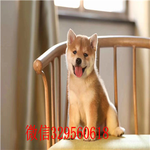 汕头哪里有柴犬卖柴犬犬舍日系柴犬幼犬豆柴柴