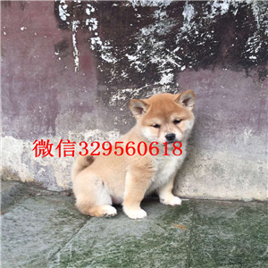 珠海本地纯种日本引进柴犬_双血统日系柴犬出售日本柴犬 小柴犬柴犬多少钱一只哪里买