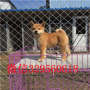  铁岭哪里卖柴犬  铁岭有养柴犬的吗  铁岭柴
