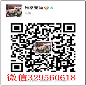  荆州出售纯种柴犬多少钱精品日系柴犬幼犬日