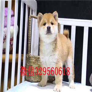  哪里出售日系柴犬幼犬柴犬图片 柴犬犬舍出售高品质柴犬幼犬网红表情包柴犬
