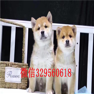  哪里出售日系柴犬幼犬柴犬图片 柴犬犬舍出售