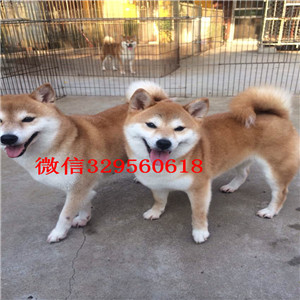 珠海哪里能买到柴犬柴犬狗场柴犬多少钱豆柴多