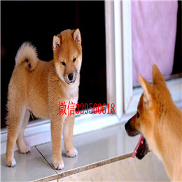  焦作哪里能买到柴犬柴犬图片柴犬掉毛吗出售