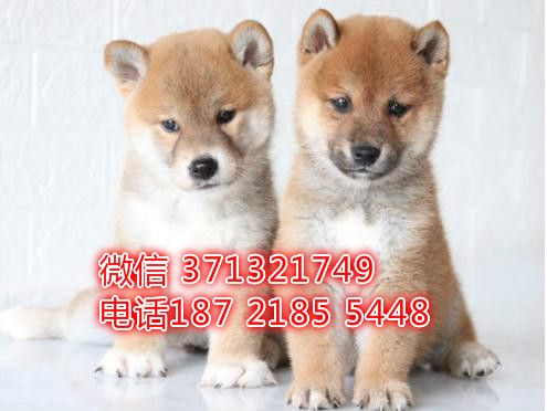 深圳柴犬出售纯种幼犬，小型犬 日本柴犬狗狗，深