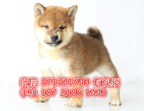 日本柴犬出售纯种幼犬，武汉繁殖柴犬狗狗，武汉犬