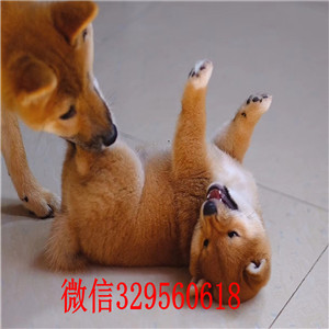  陇南哪里的柴犬好柴犬图片柴犬温顺吗出售日