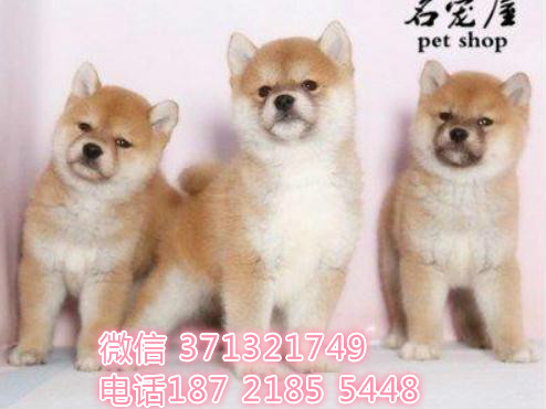 柴犬出售纯种青岛犬舍繁殖柴犬 可以自取 全国发货