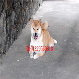  滨州哪里能买到柴犬柴犬多少钱一只专业繁殖优质柴犬幼犬日本柴犬 小柴犬