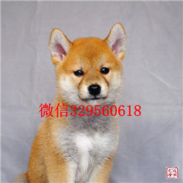  大连哪里能买到柴犬柴犬性格专业繁殖优质柴