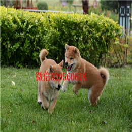  莱芜哪里能买到柴犬柴犬多少钱一只柴犬掉毛