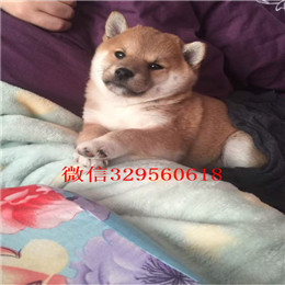  漯河哪里能买到柴犬柴犬图片专业繁殖优质柴