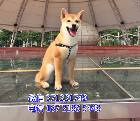 柴犬出售纯种幼犬 小型犬 济南犬舍 济南狗场