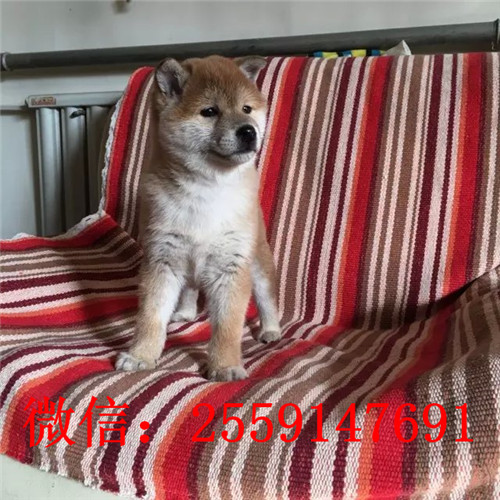 济南哪里卖纯种柴犬 济南哪里卖黑柴 济南柴犬