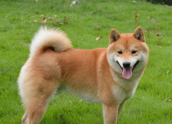 重庆犬舍出售纯种柴犬 宠物狗市场在哪 哪有狗