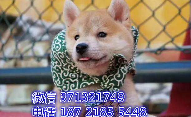 深圳狗场 柴犬犬出售纯种 深圳特价宠物狗狗专卖