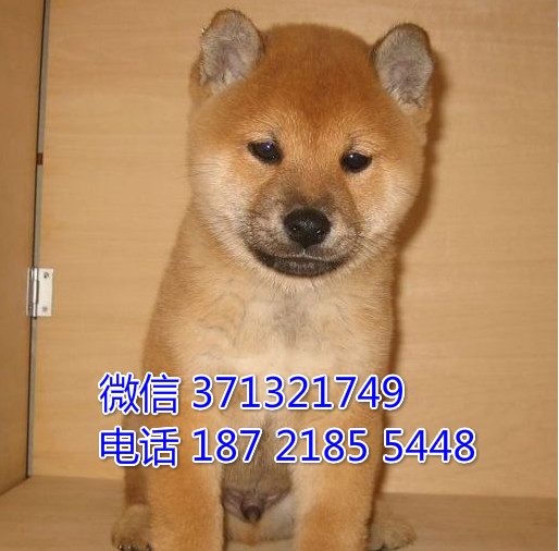 武汉出售柯基犬纯种幼犬一窝柴犬狗狗健康保障