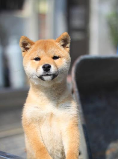 重庆犬舍出售纯种柴犬 宠物狗哪里有卖 宠物卖