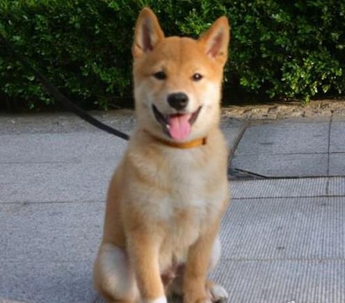 钦州犬舍出售柴犬 宠物狗狗市场在哪 哪里有正