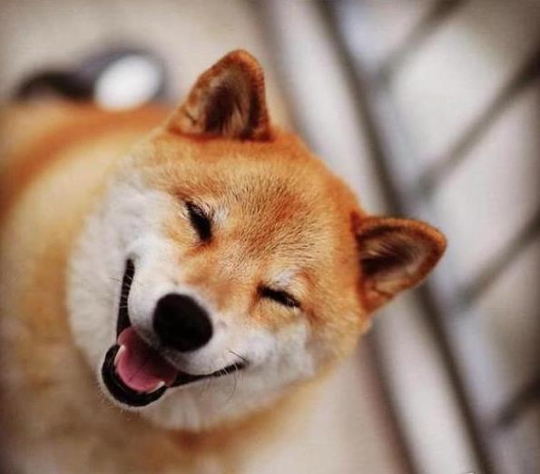 沈阳宠物狗犬舍出售纯种柴犬幼犬小豆柴领养哪