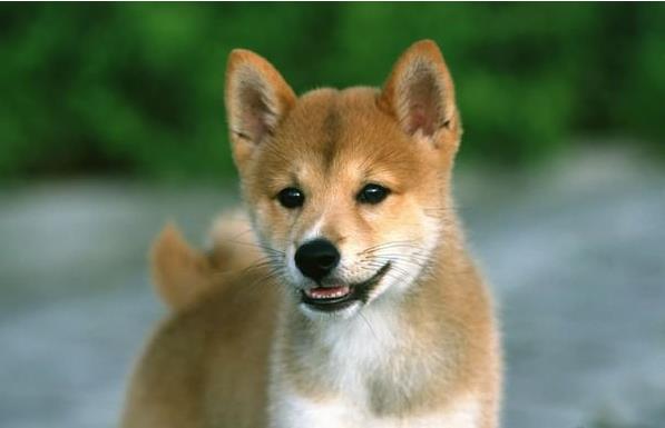 济南柴犬好不好养 柴犬哪里有卖 狗市场买狗卖