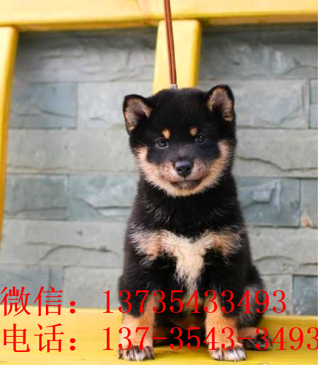 济南犬舍出售纯种柴犬 宠物狗市场在哪 哪有狗