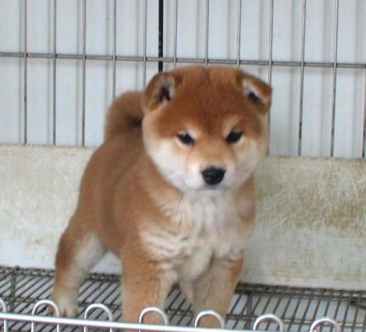 安康犬舍出售纯种柴犬 宠物狗市场在哪 柴犬领