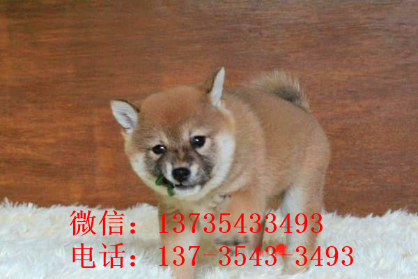 柴犬好不好养 柴犬哪里有卖 狗市场买狗卖狗