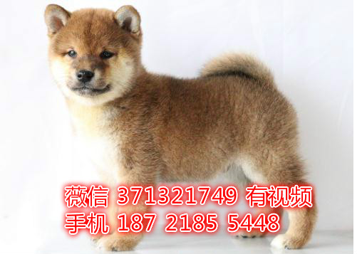 柴犬出售纯种幼犬 上海柴犬狗狗 上海犬舍上海狗场