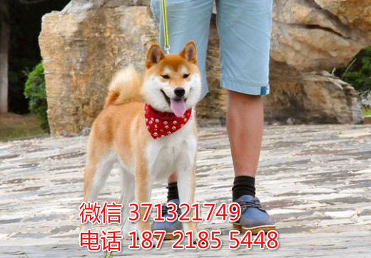 柴犬出售纯种 日本纯种柴犬幼犬狗狗 上海买卖