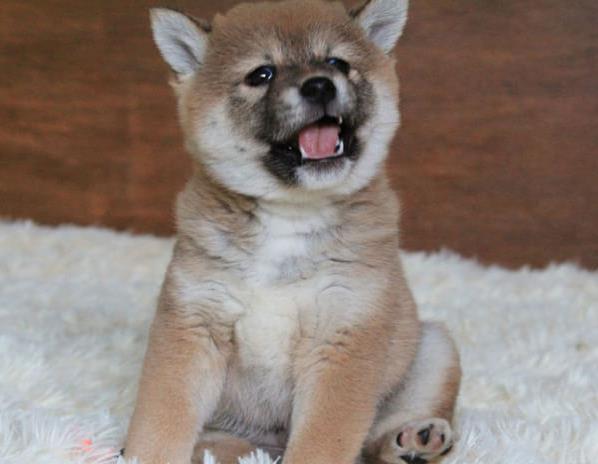 柴犬好不好养 柴犬哪里有卖 狗市场买狗卖狗