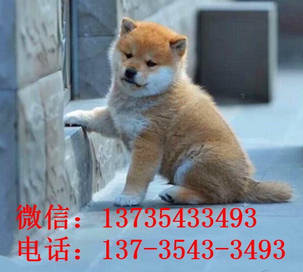 济南犬舍出售纯种柴犬幼犬领养宠物狗哪里有狗市场买狗卖狗