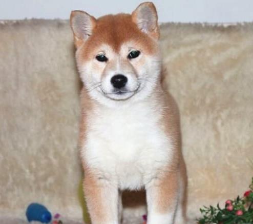 深圳柴犬好不好养 柴犬哪里有卖 狗市场买狗卖