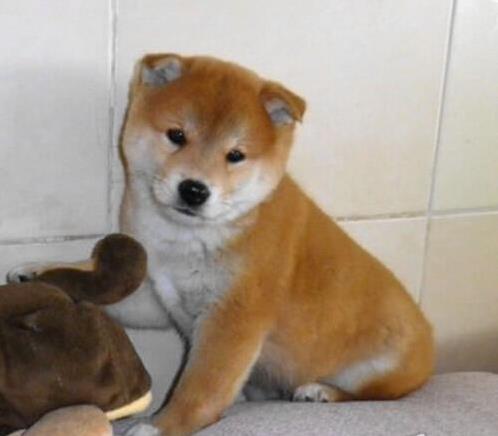 苏州宠物狗犬舍出售纯种柴犬幼犬小豆柴领养哪