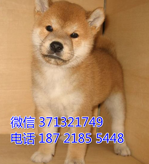 苏州特价柴犬犬出售纯种幼犬 苏州哪里有犬舍