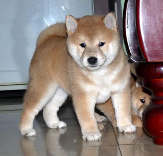 苏州犬舍出售纯种柴犬 宠物狗市场在哪 哪有狗