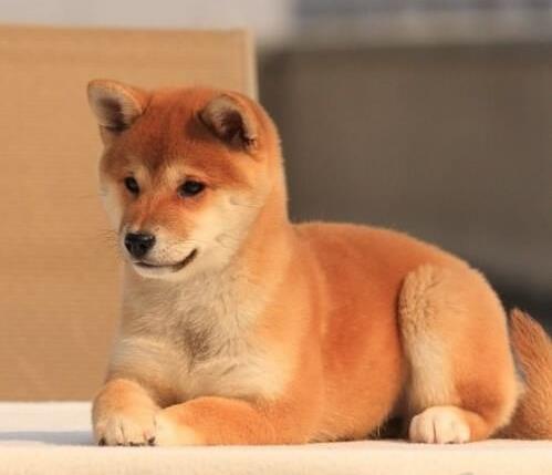 武汉犬舍出售纯种柴犬 宠物狗哪里有卖 宠物卖