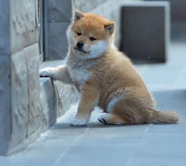 大连宠物狗犬舍出售纯种柴犬幼犬小豆柴领养哪